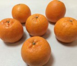 ポンカンとネーブル