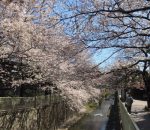 高井戸桜